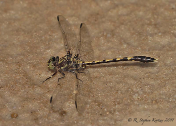 Progomphus obscurus, male